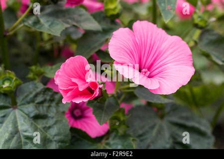 Annual Tree Mallow Lavatera Trimestris Twin Hot Pink Stock Photo Alamy