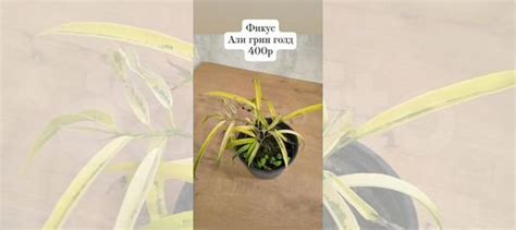 Комнатные растения 19 купить в Саратове | Товары для дома и дачи | Авито
