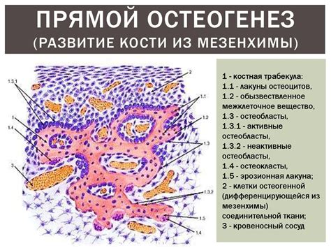 Скелетные ткани. Костная ткань - презентация онлайн