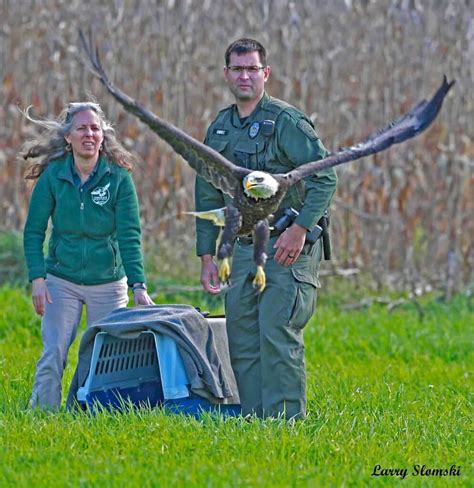 Lead Poisoning And Eagles Tamarack Wildlife Center