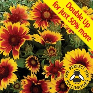 Gaillardia Goblin Jumbo Ready Plants Garden Nurseries Uk Garden