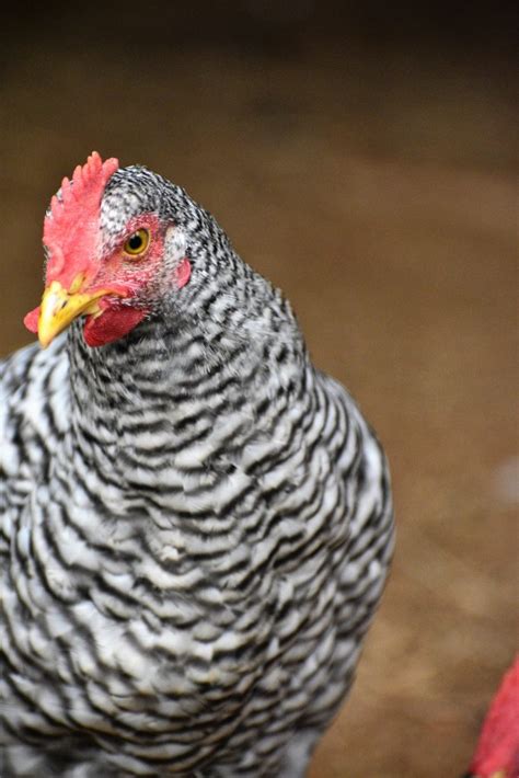 Chicken Feather Patterns - Backyard Poultry