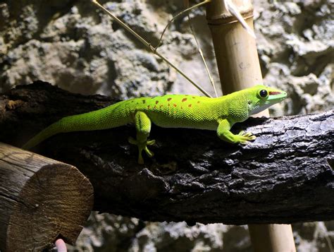 Gro Er Madagaskar Taggecko Phelsuma Standingi Standing Flickr