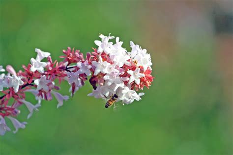 Free Images Nature Branch Blossom Leaf Flower Petal Green Herb