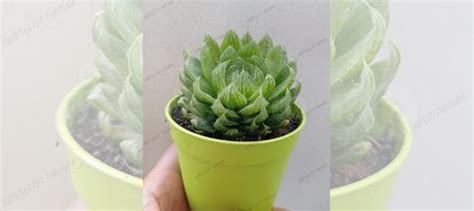 Хавортия Купера Пиктурата купить в Москве | Товары для дома и дачи | Авито