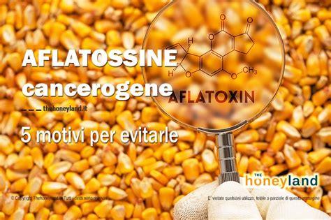 Aflatossine Cancerogene 5 Motivi Per Evitarle Rischi Per La Salute