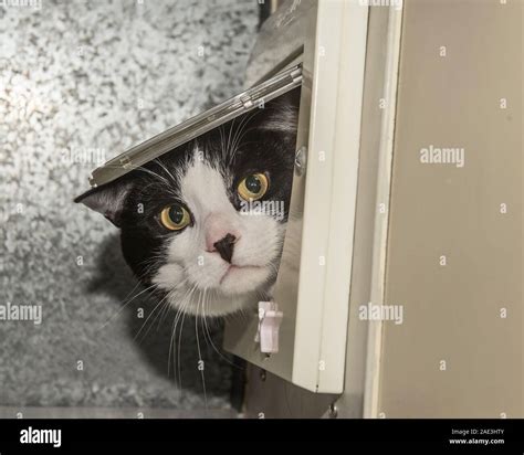 Cat In Cat Flap Stock Photo Alamy