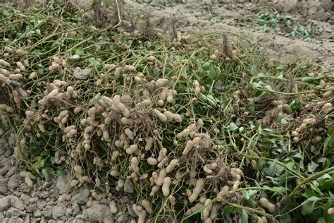 peanut crop