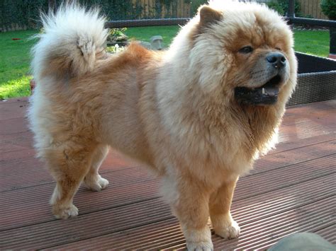 Chow Chow Dogs Latest Facts And Pictures | All Wildlife Photographs