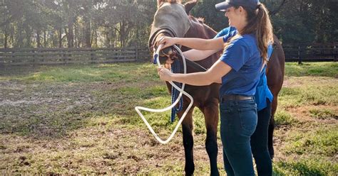 Equine Fungal Ulcers Peterson Smith