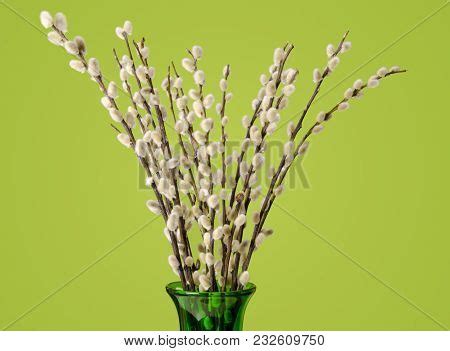 Willow Bouquet Pussy Image Photo Free Trial Bigstock