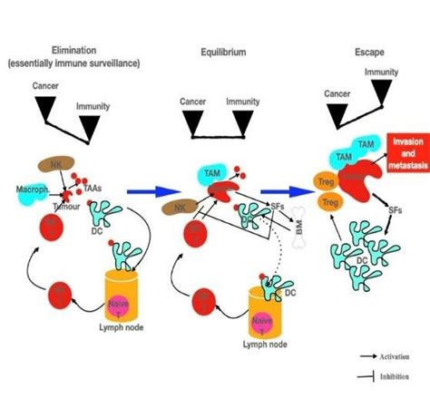 Cancer Immunoediting Nk Natural Killer Cell Taas Tumour Associated Download Scientific