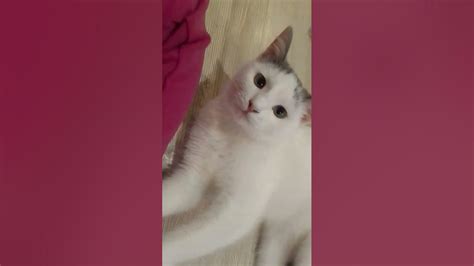 живодёрка—люедерка - YouTube