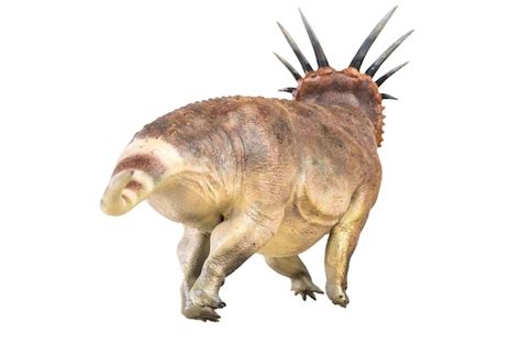 Premium Photo Styracosaurus Dinosaur On Isolated Background