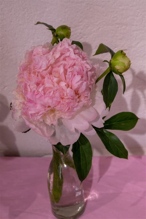 Raspberry Sundae - Home of Peonies