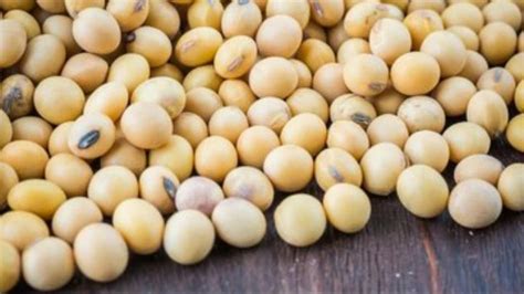 Soybean Price सोयाबीन की कीमतों में आई भारी गिरावट जानिए राज्‍य की प्रमुख मंडियों के भाव