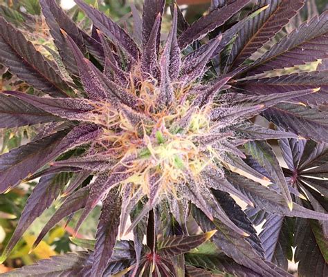 Ethos Genetics End Game RBX The Punch Line Feminized Seeds Here Now