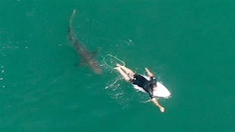 Is Australia really seeing more shark attacks? - BBC News