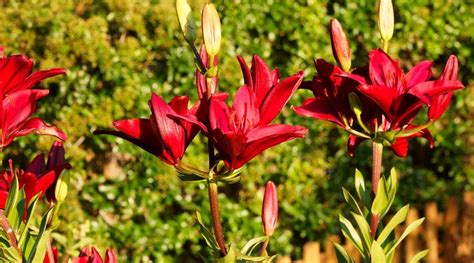 17 Types Of Red Lily Varieties For Your Flowerbeds