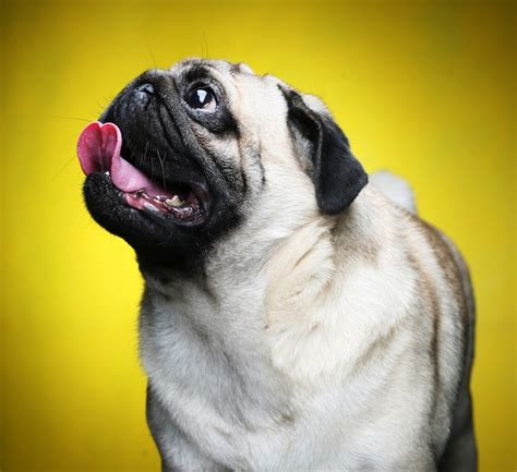 Premium Photo Cute Male Pug