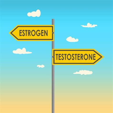 Estrogen Testosterone Illustrations Royalty Free Vector Graphics