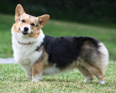 welsh corgi pembroke spockthedogcom
