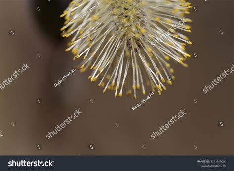 Salix Discolor American Pussy Willow Glaucous Stock Photo 2141769083 Shutterstock