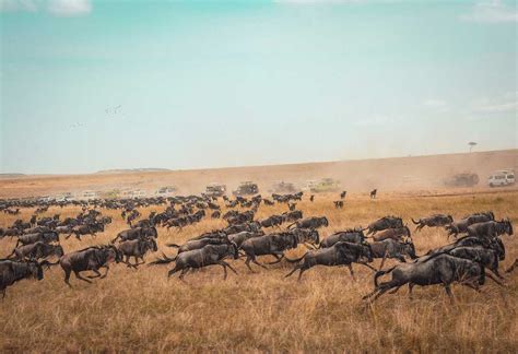 40 Top Activities In Serengeti National Park 2020 With Reviews
