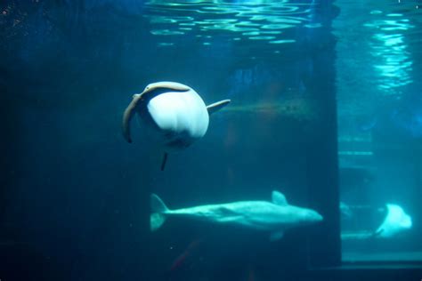 Beluga Whale Brian And Jaclyn Drum Flickr