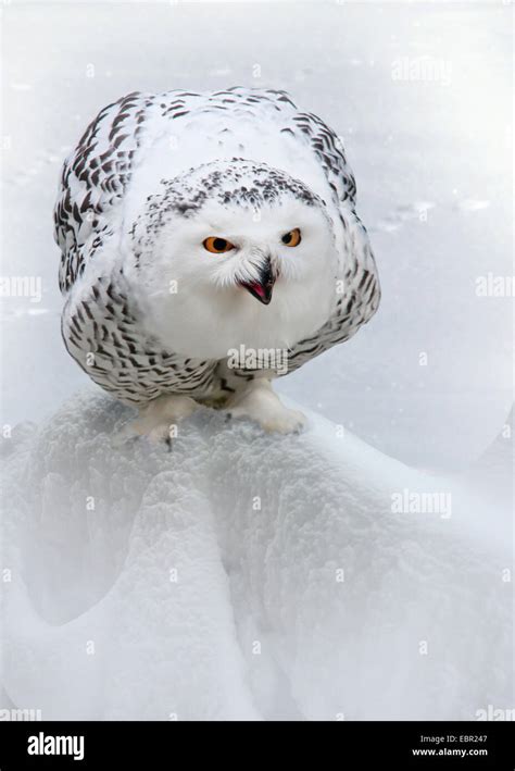 Snowy Owl Strix Scandiaca Nyctea Scandiaca Bubo Scandiacus Sits In