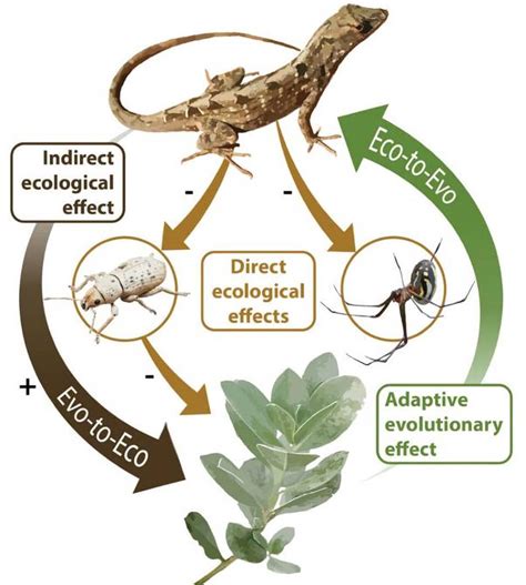 evolutionary  actively shape  environment dw
