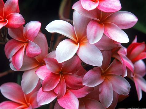 Hawaiian Plumeria Flower Wallpapers Wallpaper Cave