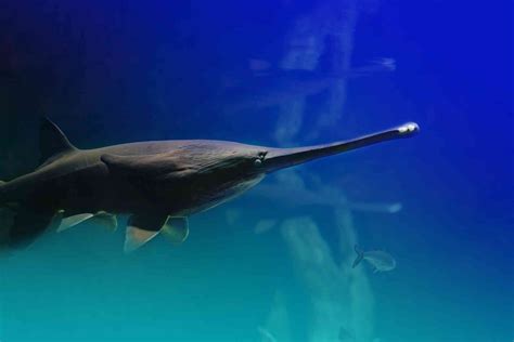 Chinese Paddlefish extinction - Interconnected Disaster Risks