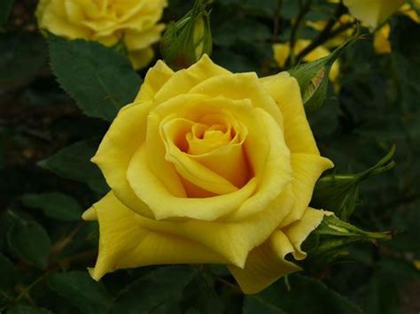 Freesia | Standard roses, Rose, David austin roses