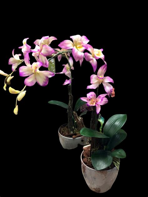 Orquídea Denphal da Pétalas botões e Labelo Elo7