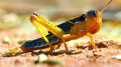 Locust Plague Devours Tonnes Of Vegetation Earth S Tropical