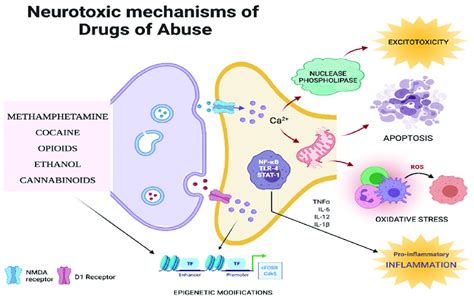 Outline of neurotoxic mechanisms of various drugs of abuse. Various ...