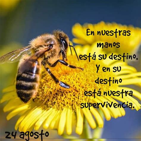 Supervivencia Bee Facts Keep Calm And Love Save The Bees Green Life