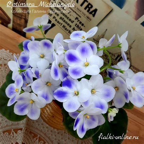 Optimara Michelangelo> фото и описание сорта > Фиалки online