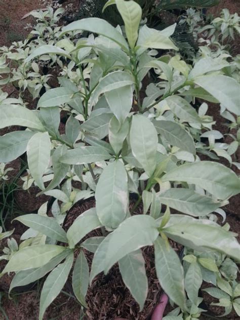 Silver Pandakaki Live Plant 1ft Lazada Ph