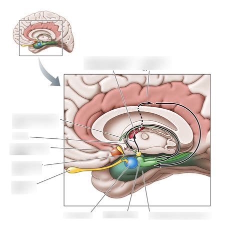 Limbic System Reward Pathways Diagram Quizlet