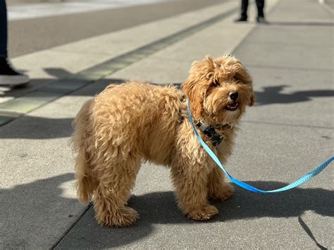 Havanese Poodle Mix