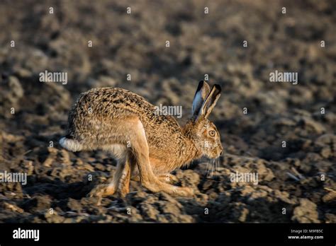 Rabbit Adventure Hi Res Stock Photography And Images Alamy