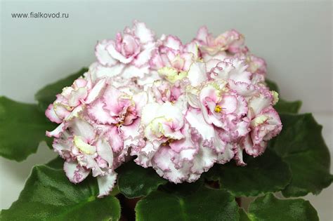 Фиалка Подмосковная Роза Фото – Telegraph