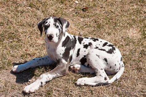 7 Reasons That You Shouldnt Get A Great Dane Great Dane Care