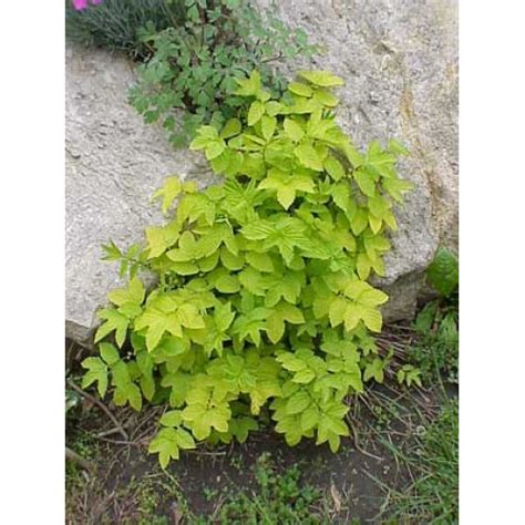Filipendula Ulmaria Aurea