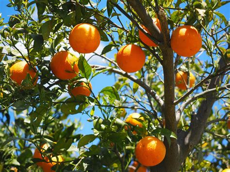 Jamu California Ampuh Atasi Jamur Batang Pada Tanaman Jeruk