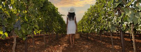 Boutique Winery Cignomoro