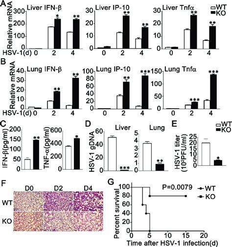 RNF90 Deficiency Protects Mice From DNA Virus Infection A B