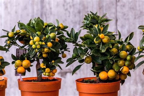 Como cultivar árvores frutíferas em vasos Veja algumas dicas de manejo